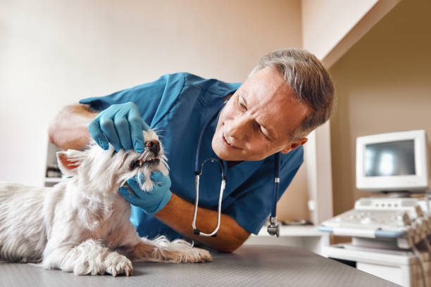 Best Holiday Emergency Dentist in Lake Lorraine, FL